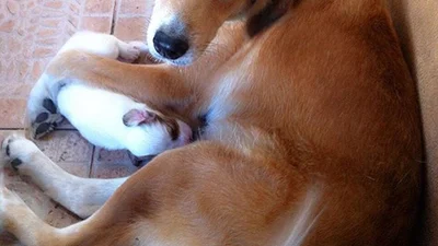 Дворняжки, які не менш милі, ніж породисті собаки