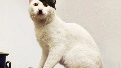 Китлеры: смешные коты с усами