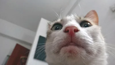 Коти, які корчать безглузді пики