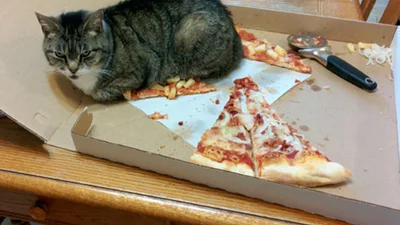 Кумедні негаразди, знайомі господарям котів