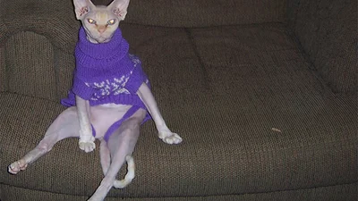 Беремо приклад: коти у светриках утеплюються до зими