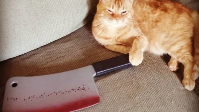 Коти, які не проти тебе замочити