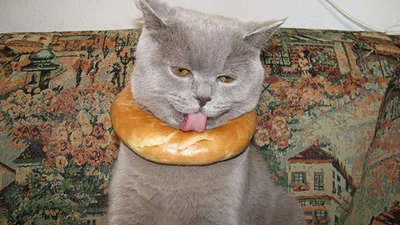 Докази того, що іноді господарі тварин бувають неадекватними