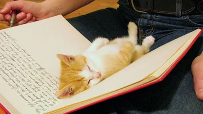 Сплячі кошенята, які схожі на грудочки щастя