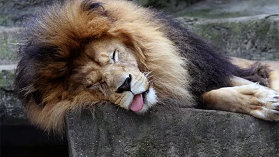 Тварини, яким час відвідати витверезник