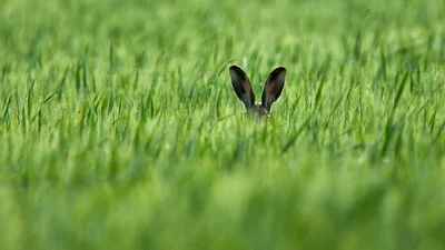 Комедія дикої природи: найсмішніші фото тварин, які подалися на конкурс