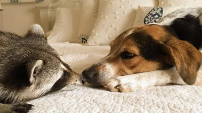 Шалено мила єнотиха вважає, що вона собака