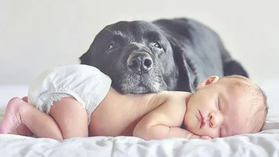 Кто кого милее: собаки vs. дети