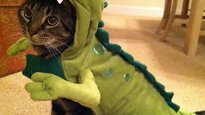 Смішні ідеї костюмів до Геловіну для тварин