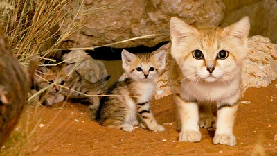 Піщані коти - тварини, яких ви шалено полюбите