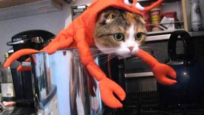 53 коти в супер смішних костюмах на Геловін