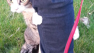 Домашні коти вперше опинилися на вулиці