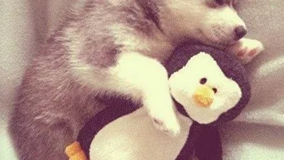 33 малюки тварин, які розтоплять ваше серце