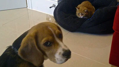 Собаки, чиї права були порушені котами