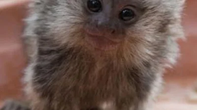Чудные фото обезьянок-мармозеток растопят сердце любого