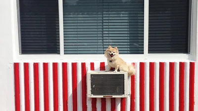 Фотограф превратил свою собаку в искусство