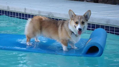 Коргі: собаки, які вміють отримувати кайф від життя