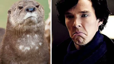10 доказів, що Бенедикт Камбербетч у минулому житті був видрою