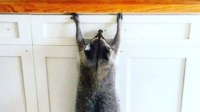 Той незручний момент, коли у вас вдома живе єнот