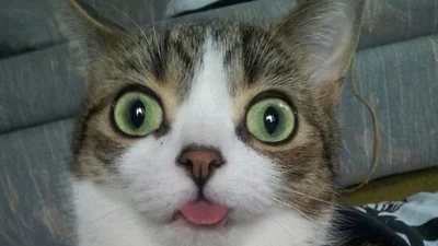 Докази того, що не всі коти фотогенічні