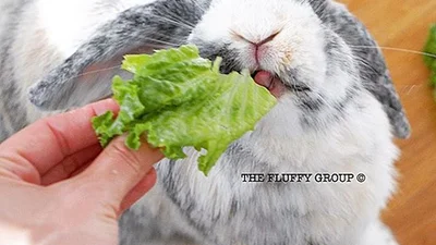 Пара взяла кролика, який завжди щасливий