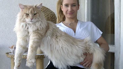 Монстр в доме: огромный кот мейн-кун станет лучшим питомцем зимой