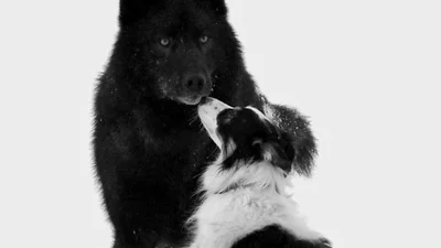 Чудеса природы: волк подружился с людьми и собаками
