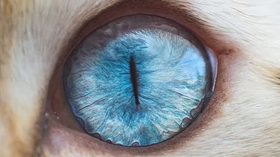 Другой мир: красивые глаза котов под микроскопом