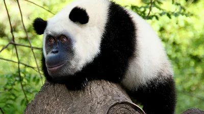 Неіснуючі тварини, які посмішили б цей світ