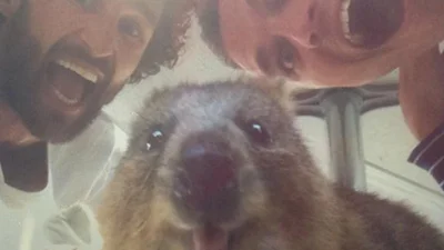 Звірятко-усміхнений квокка закохав у себе весь світ