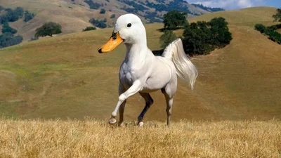 У паралельній реальності: тварини, яких схрестили фотошопом