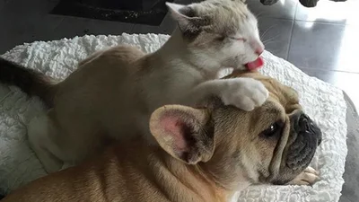 Відданість, як вона є: собаки та коти показують ніжність