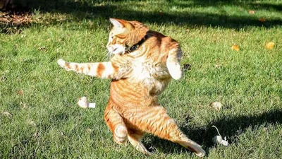 Кумедний кіт у смішній позі став зіркою інтернету