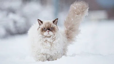 Животные, которые впервые видят снег, сделают ваш день