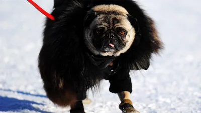 І прийшли холоди: кумедні собаки у взутті