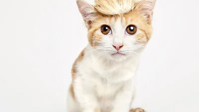 Коты в забавных шапках покорили интернет