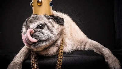 Собачья роскошь: эти веселые мопсы знают толк в богатстве
