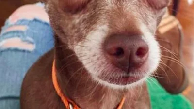 Підозрювака: смішні пси виманюють їжу поглядом