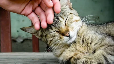 8 подтверждений тому, что кот - твой лучший друг
