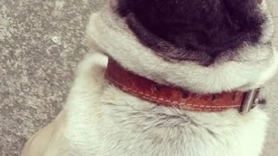 Посміятися: собаки поводяться дивно