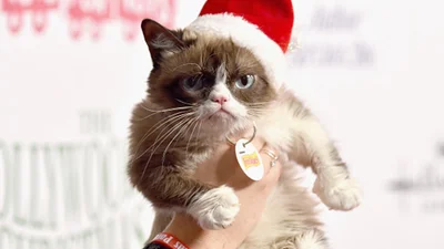 Угрюмый кот стал звездой Рождественского парада в Голливуде