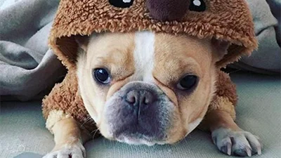 Тварини, на яких ти зобов'язаний підписатися в Instagram