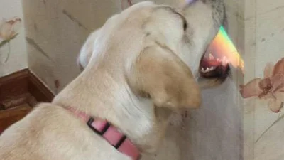 13 найдивніших собак-балбесів