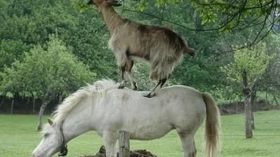 Верхи на зірці: тварини використовують інших, як транспорт