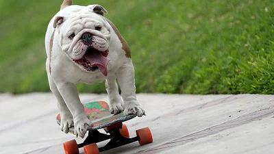 Бульдог на скейтборді встановив вражаючий рекорд