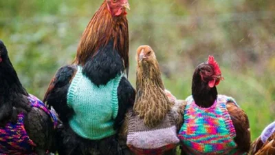 Новая странность: модные свитера для кур