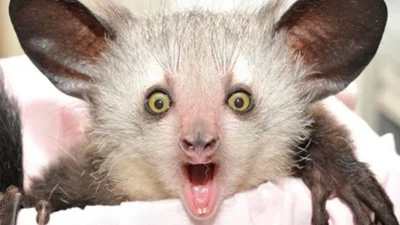 Звірятко ай-ай викличе у вас і страх, і розчулення