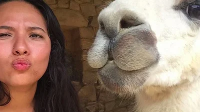 Дуже смішні лами не соромляться камери