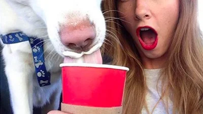 Провинилися: смішні собаки-пакостники дивачат