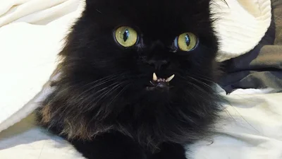 Кот с зубами навыворот покорил интернет